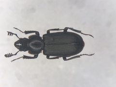 Platycerus depressus