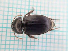 Harpalus tardus
