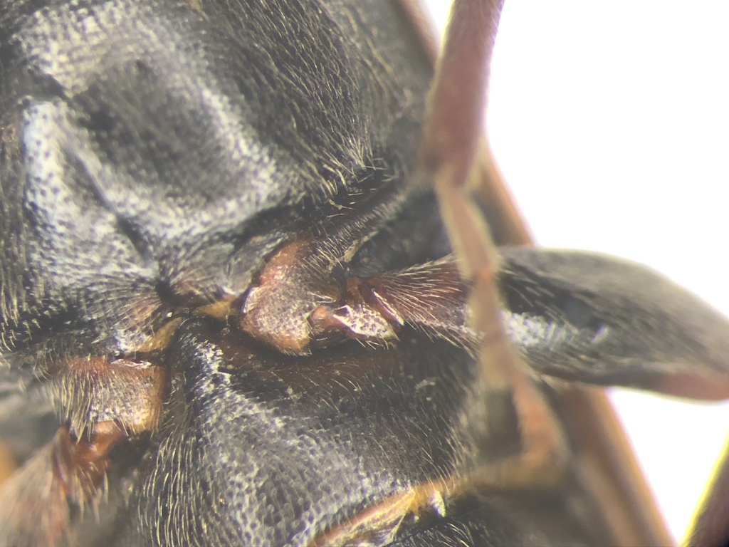 Eastern Larch Borer