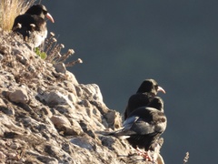 Pyrrhocorax pyrrhocorax