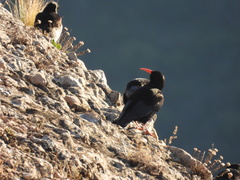 Pyrrhocorax pyrrhocorax