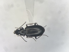Sericoda obsoleta