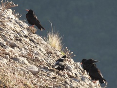 Pyrrhocorax pyrrhocorax