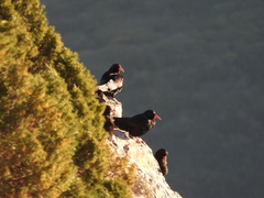 Pyrrhocorax pyrrhocorax