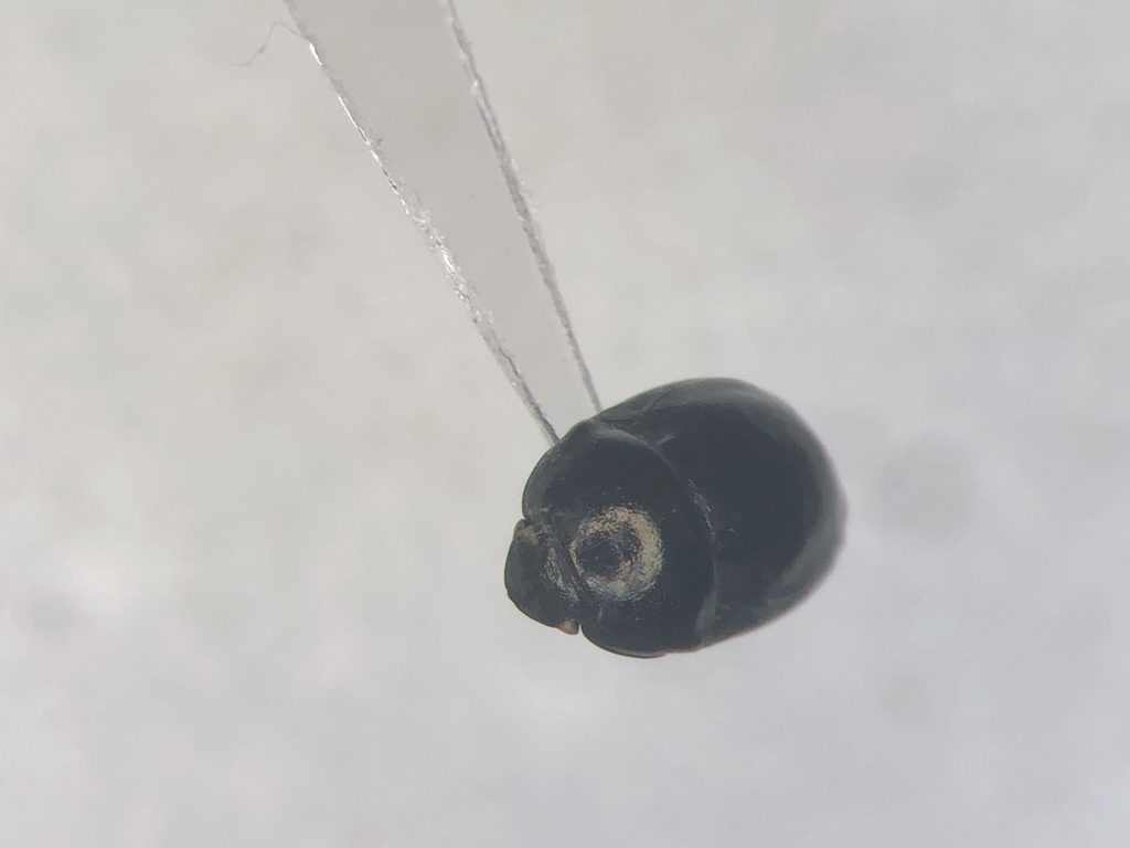 Corimelaena nigra