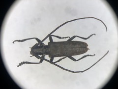 Monochamus maculosus