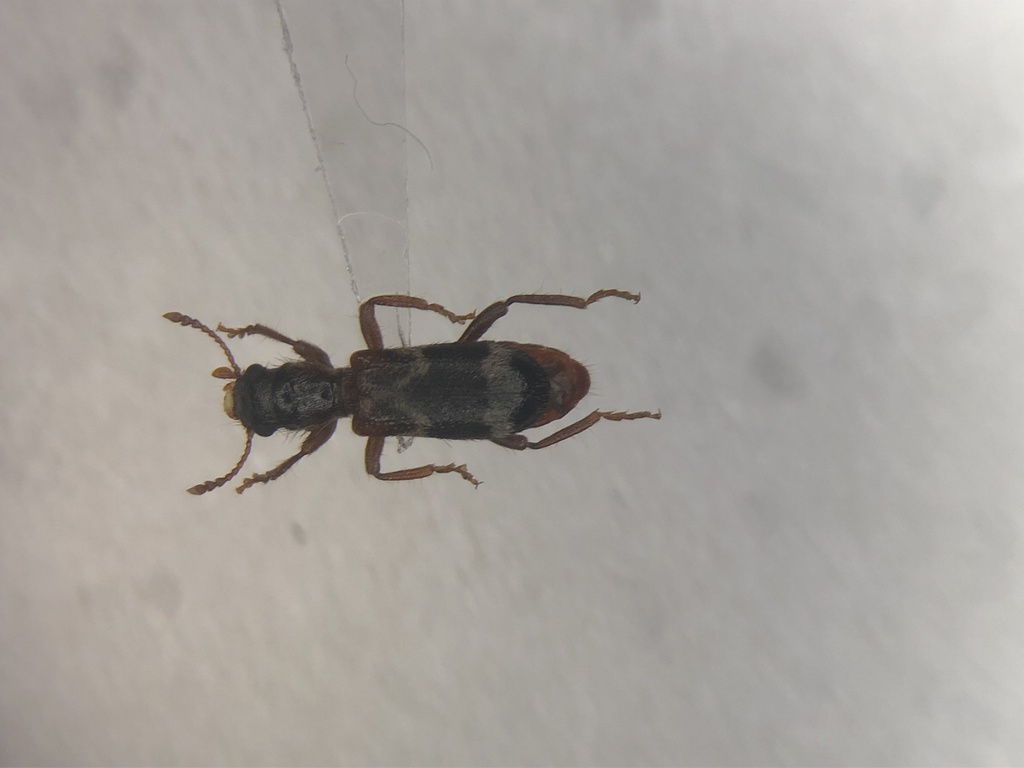 Wavy Checkered Beetle