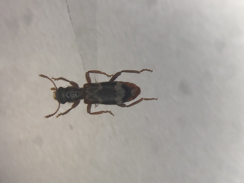 Wavy Checkered Beetle