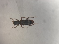 Thanasimus undatulus