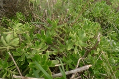 Sedum praealtum