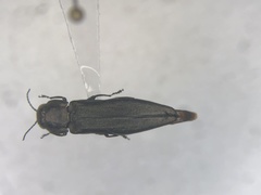 Agrilus anxius