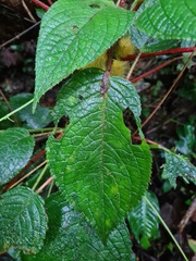 Glossoloma sprucei