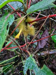 Glossoloma sprucei