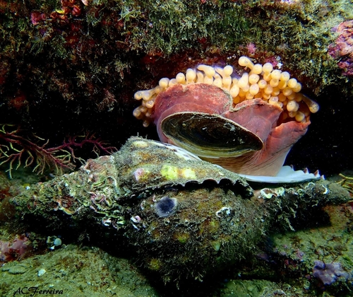Knobbed Triton Snail
