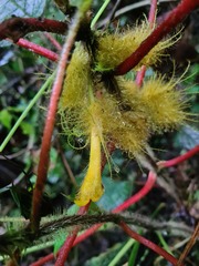 Glossoloma sprucei