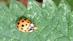 Harmonia axyridis