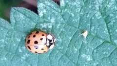 Harmonia axyridis