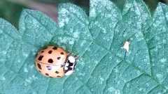 Harmonia axyridis