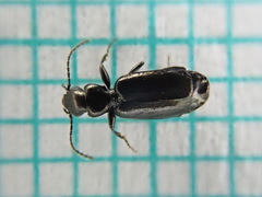 Microlestes maurus