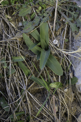 Ophrys apifera