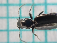 Microlestes maurus