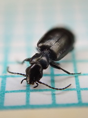 Microlestes maurus