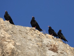 Pyrrhocorax pyrrhocorax