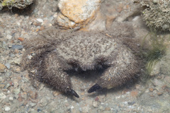 Pilumnus vespertilio