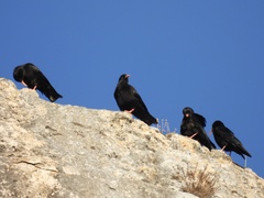 Pyrrhocorax pyrrhocorax