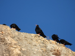 Pyrrhocorax pyrrhocorax