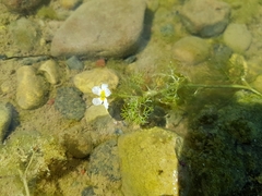 Ranunculus circinatus