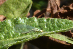 Chrysopa flaviceps