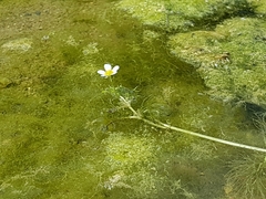 Ranunculus circinatus