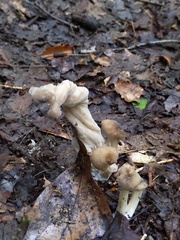 Hypomyces porphyreus