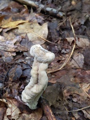 Hypomyces porphyreus