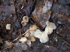 Hypomyces porphyreus