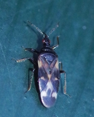 Anthocoris butleri