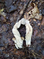 Hypomyces porphyreus