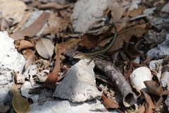 Emoia cyanura