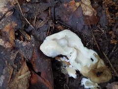 Hypomyces porphyreus