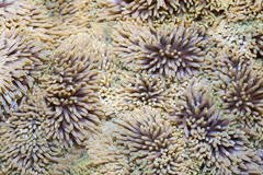 Stichodactyla gigantea