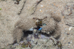 Pilumnus vespertilio