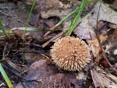 Lycoperdon americanum