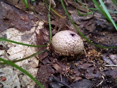 Lycoperdon americanum