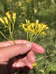 Senecio isatideus