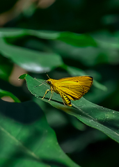 Cupitha purreea