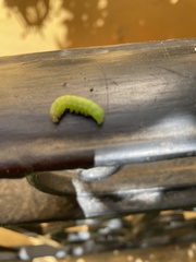 Lepidoptera
