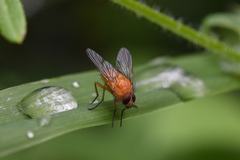 Diptera