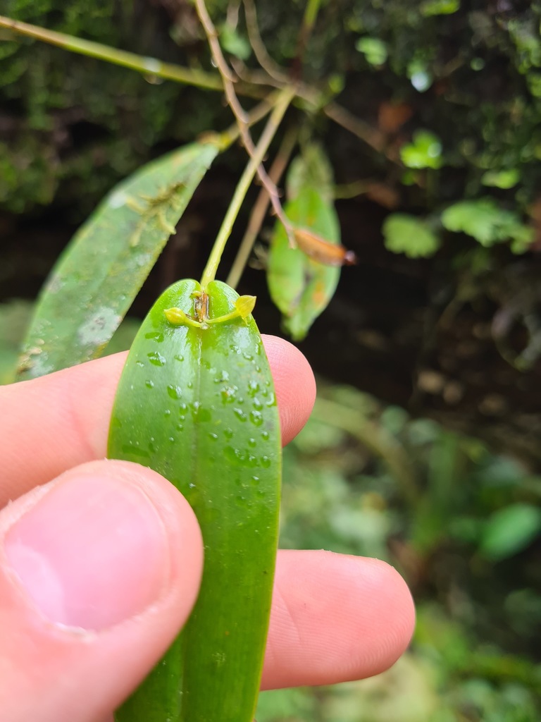Pleurothallis dibolia
