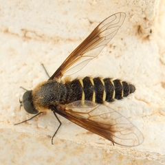 Lomatia tysiphone